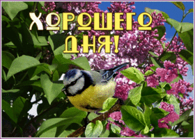 Открытка особенная открытка хорошего дня