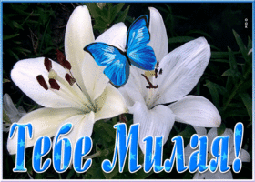 Картинка открытка белые лилии