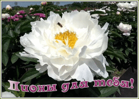 Открытка открытка белый пион