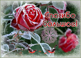 Картинка открытка благодарю с розой