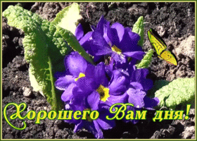 Картинка открытка чудесного дня