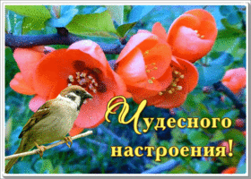 Открытка открытка чудесного настроения