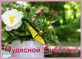 Открытка открытка чудесной субботы