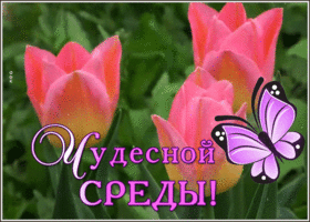 Postcard открытка чудесной среды со свежими тюльпанами