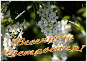 Открытка открытка для настроения с весной