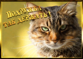 Открытка открытка для подружки с котиком