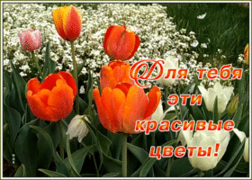 Открытка открытка для тебя эти красивые цветы