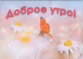 Картинка открытка доброе утро с бабочкой