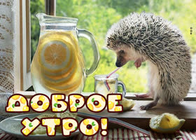 Picture открытка доброе утро с ежиком и лимонадом