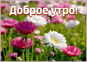 Picture открытка доброе утро с изумительными цветами