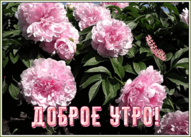 Картинка открытка доброе утро с пионами