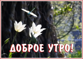 Картинка открытка доброе утро с природой