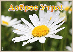 Открытка открытка доброе утро с ромашкой