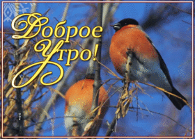 Открытка открытка доброго и радостного утра