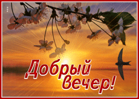 Postcard открытка добрый вечер с цветущей вишней