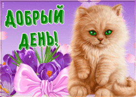 Картинка открытка добрый день с котом