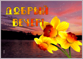 Открытка открытка добрый вечер с нарциссами