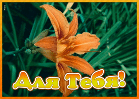 Открытка открытка гиф с лилией