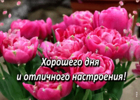 Картинка открытка хорошего дня и отличного настроения