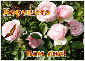 Открытка открытка хорошего дня с розами