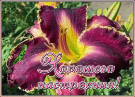 Открытка открытка хорошего настроения на весь день