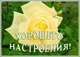 Картинка открытка хорошего настроения с розой