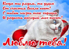Postcard открытка люблю с милым котом