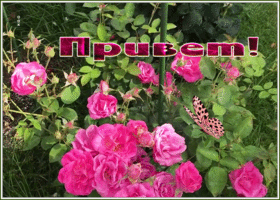 Картинка открытка миленький привет от меня