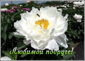 Открытка открытка милой подруге