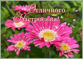 Picture открытка отличного настроения с розовыми герберами