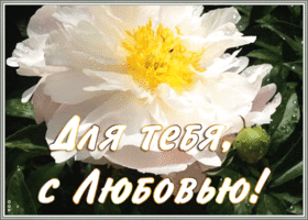 Картинка открытка пион для тебя с любовью