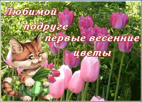 Открытка открытка подруге с тюльпанами