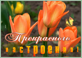 Картинка открытка прекрасного настроения