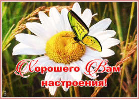 Открытка открытка прекрасного солнечного настроения