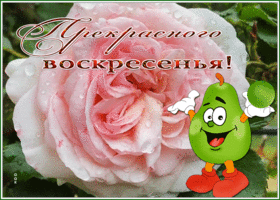 Postcard открытка прекрасного воскресенья с нежной розочкой