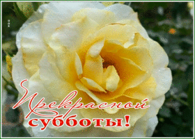 Postcard открытка прекрасной субботы с нежной розой для вас