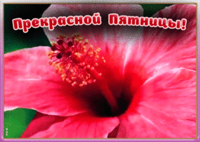 Картинка открытка прекрасной пятницы