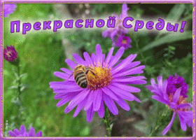 Открытка открытка прекрасной среды