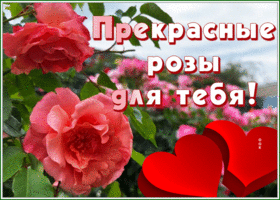 Postcard открытка прекрасные розы для тебя с сердечками