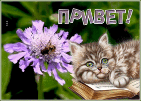 Картинка открытка привет для друзей