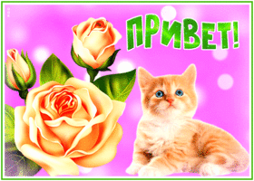 Картинка открытка привет дорогая