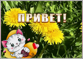Картинка открытка привет с одуванчиками