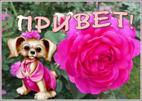 Картинка открытка привет с песиком