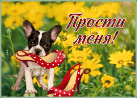 Picture открытка прости меня с французским бульдогом