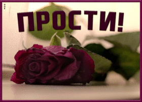Картинка открытка прости с розой