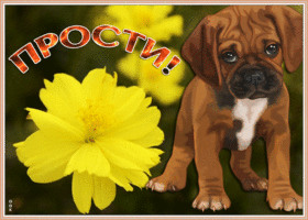 Картинка открытка прости с собачкой