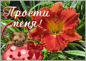 Открытка открытка прости женщине