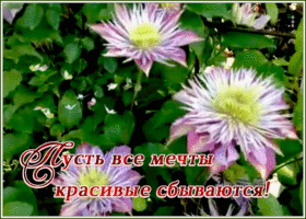 Картинка открытка пусть все мечты красивые сбываются