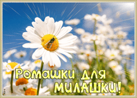 Открытка открытка ромашки для милашки