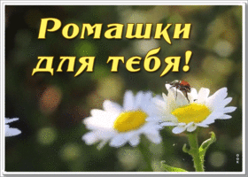 Картинка открытка ромашки для тебя